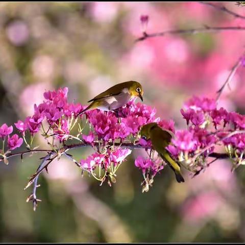 紫金佳苑3月份工作汇报