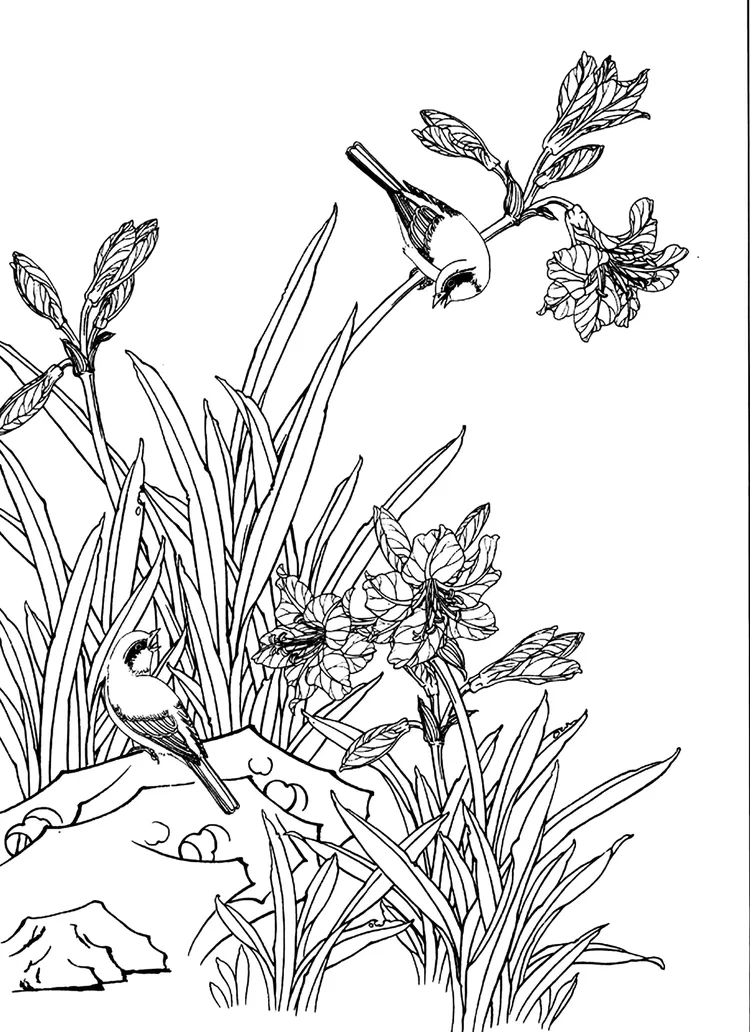 花鸟白描【四】