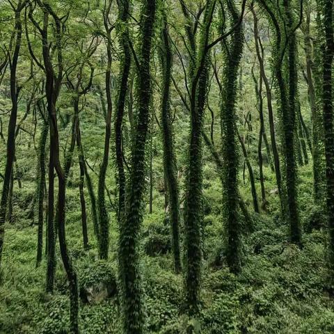 夏秋之交泰山行--东御道漫步