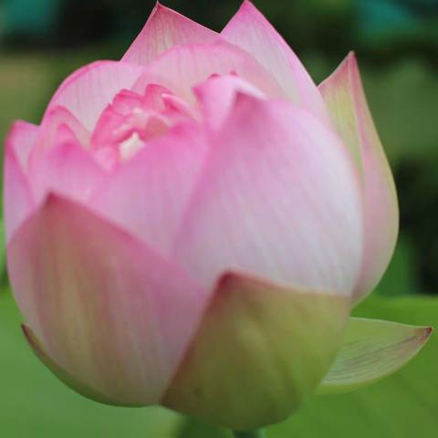 六月六是“天祝节”（汪正刚）