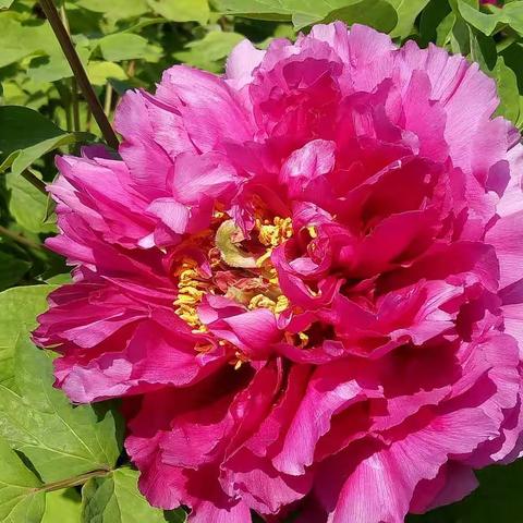 踏春之隋唐城遗址植物园