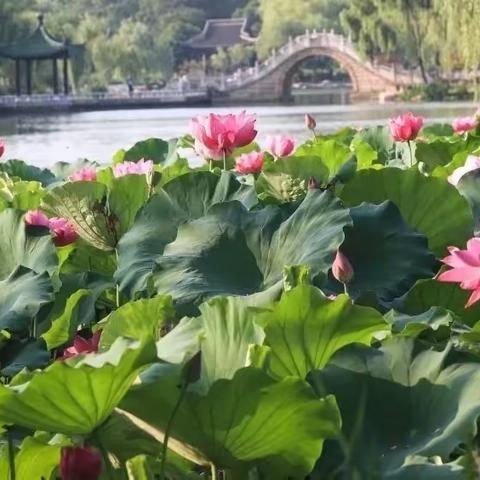 骆爹的美篇*金秋十月逛扬州