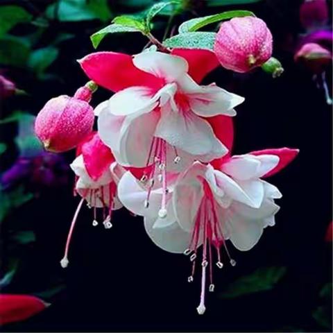 春天来了，山东省济宁市各花园各种花都争艳盛开，请各位老师欣赏。