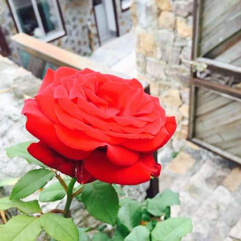 快乐鹿西行 ~~致2018年的生日!         愿生命里的每个日子充满希望和快乐！