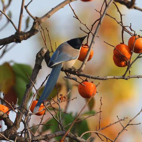 灰鹊的幸福生活