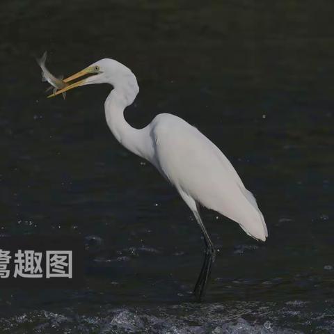 白鹭的故事（二）