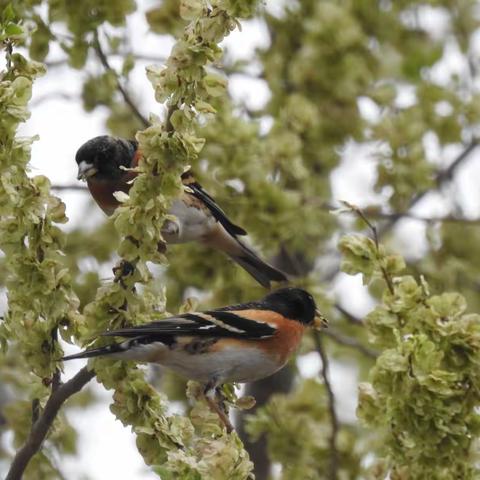 一树榆钱正嫩甜，金翅雀聚享盛宴。