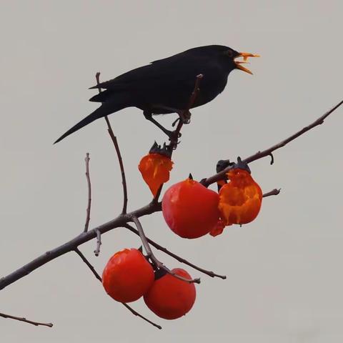 窗外（静默在家的日子）🍊🐦🦜🐤
