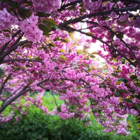 绽放时节美一城， 拂袖而去樱花雨。🌸🌸🌿💦😊