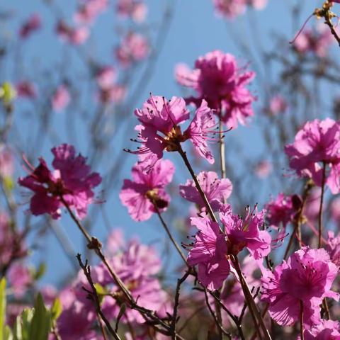 岭上开遍映山红（大珠山杜鹃花开了）🌸🌸🌸
