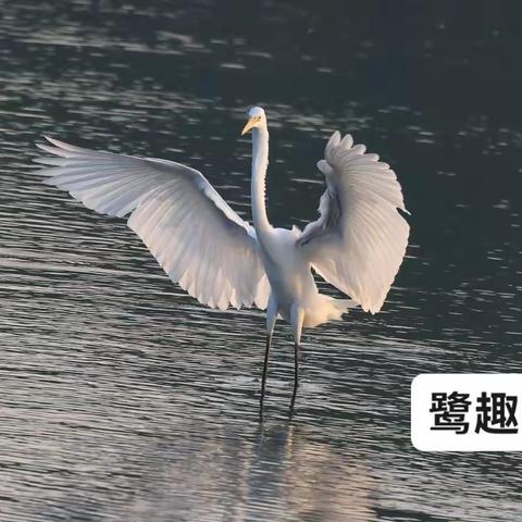 白鹭的故事三（舞动人生）