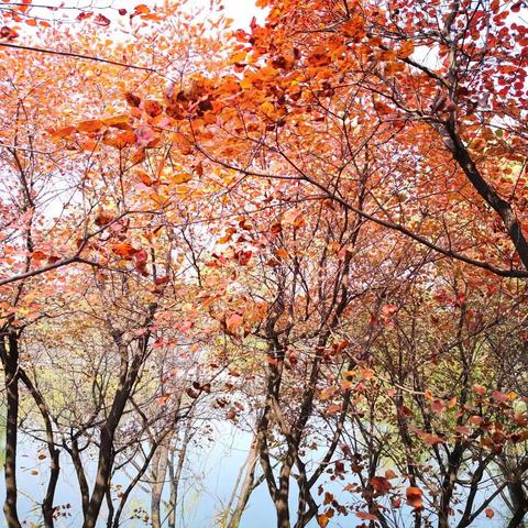 🍁🍂走过秋天🍁🍂