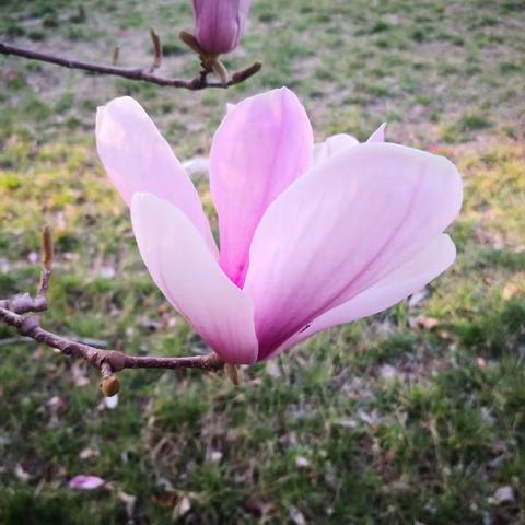 玉兰花开，芬芳满园。