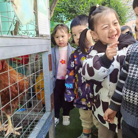 小三班   幼儿园的大公鸡