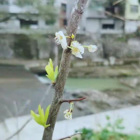 寻找春天