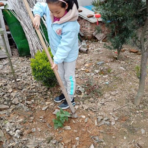 203班学生植树绿化活动