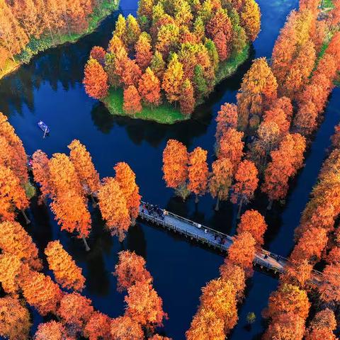 空中看上海青西郊野公园 秋色浓重 风景如画