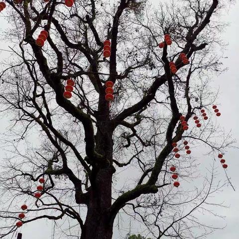 全家福，那是幸福的模样！                                                           —— 情人节之下樟游！