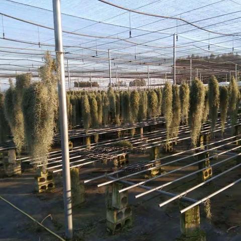 东方市感城镇宝上村兰花基地，不磨村两委干部惨加考察观看实拍。