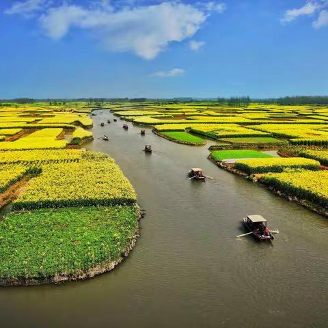 压畦春露菜花黄