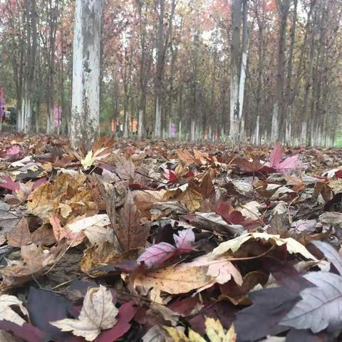 家乡的枫叶又红了