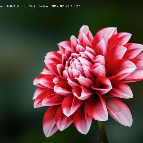 春意盎然百花开，姹紫嫣红淡香来。