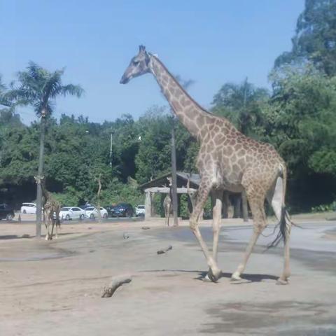 绝对任性：说走就走亲子活动（虎门销烟博物馆+番禺长隆动物园）