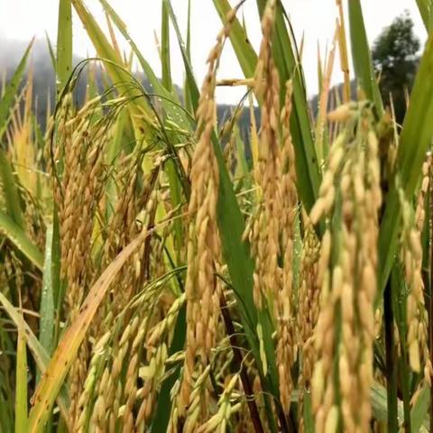 我和稻米同成长