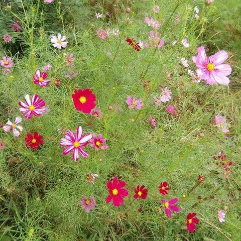 组织部的同志来商家磨村完善脱贫资料即给贫困户送中秋月饼
