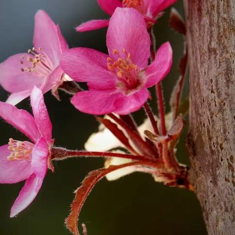 《芳菲五月，海棠花开》