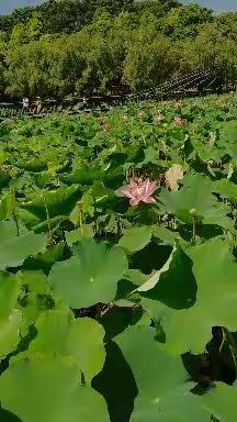 团湖釆荷