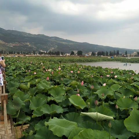 曲靖麒麟水乡之千亩荷花