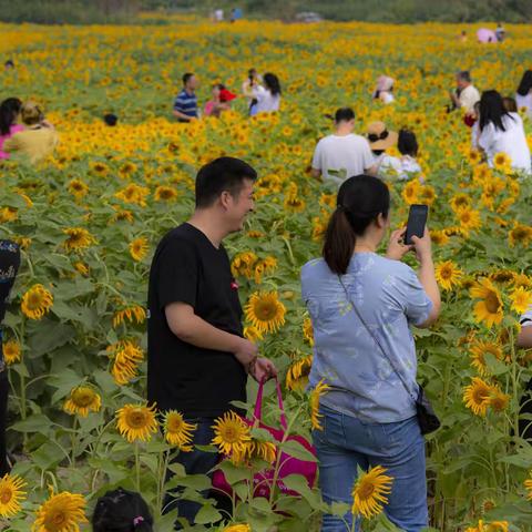 快看、快看。疯逛的香山葵花。疯逛的赏花人。