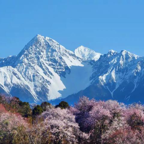 游波密桃花谷