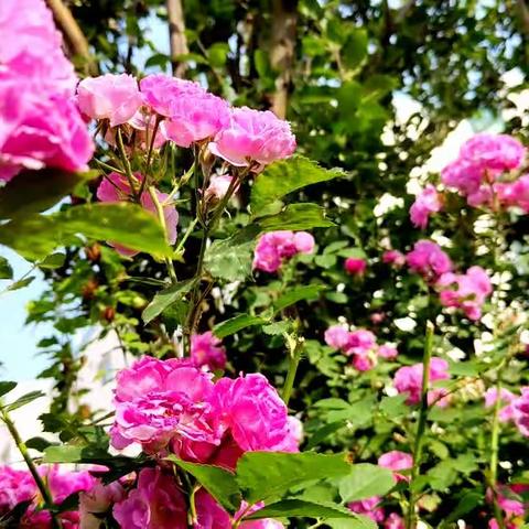 七律.咏蔷薇一无瑕街边蔷薇花开