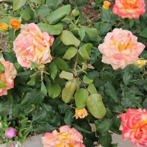 咏五月，四号楼银角花菜园里的花开啦