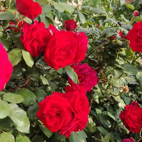 七绝.咏红月季花—咏春霞里8号楼前红月季花（四首）