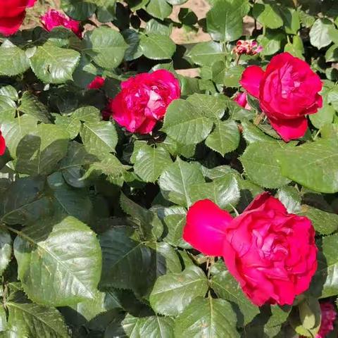 咏夏季里的月季花一春霞里8号楼金角"花外公"的花圃(二首)