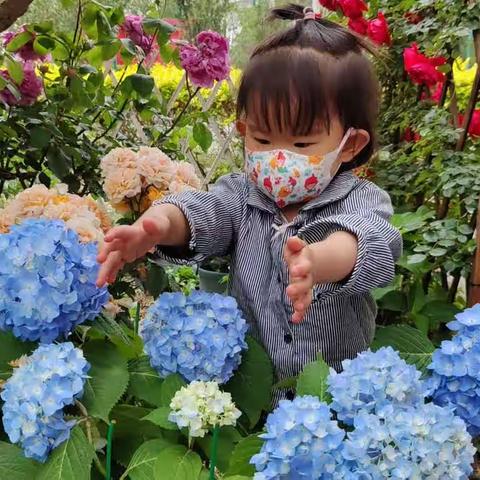 七律.张奶奶家花园里的绣球花(修改稿)