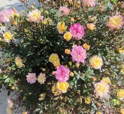 在张奶奶家楼后花园赏花有感