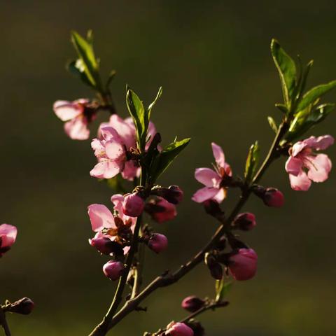 山桃花绽放灿烂的笑颜