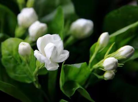 夏至已至，茉莉芬芳~