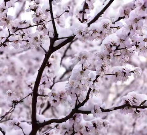 雪后初霁 奥森公园