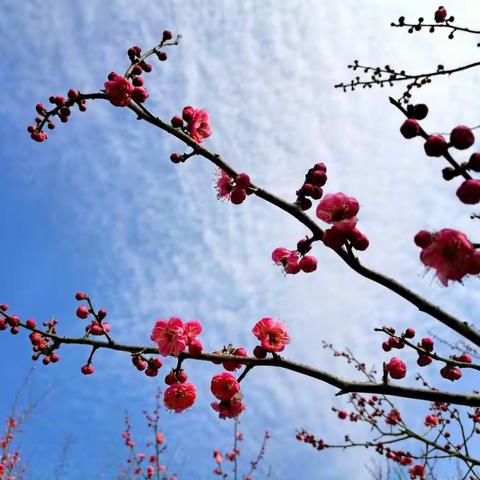梅自芬芳～