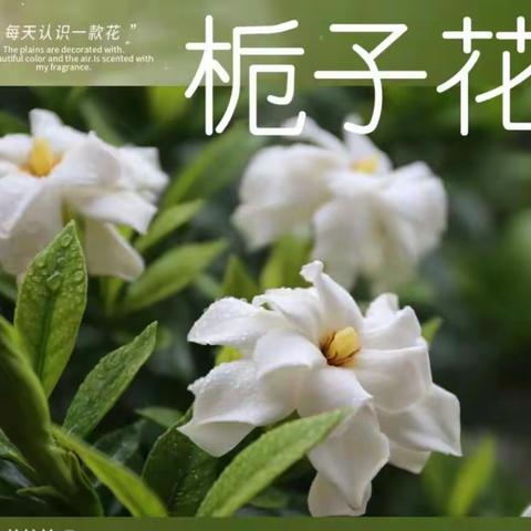 坚强永恒的栀子花