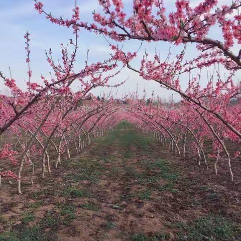 淅川一小三.5“走进大自然，寻找最美春天”德育实践活动之踏春