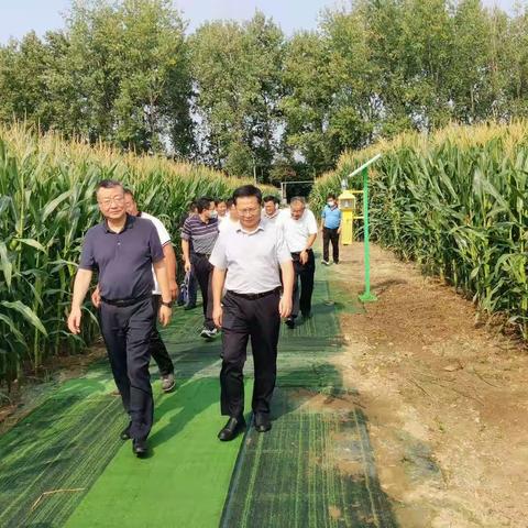 省农业农村厅调研指导我区农业防灾减灾保秋粮等重点工作