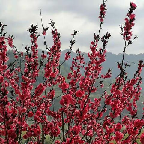 蒋家堰镇中心学校2021年 “五•一”调休课程安排