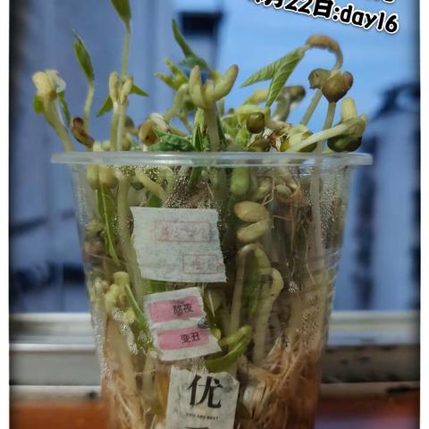 可爱的绿豆娃娃