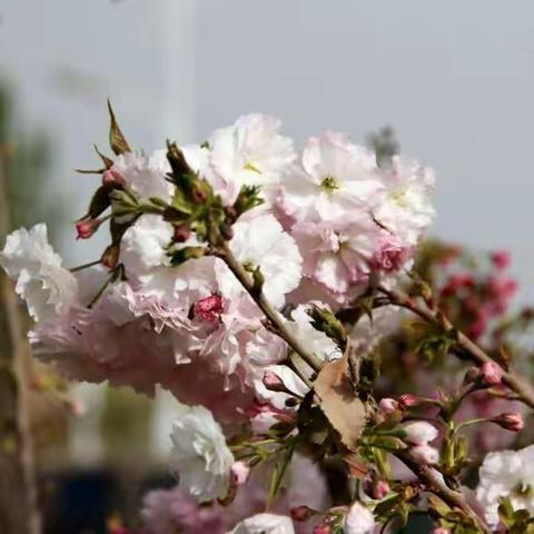 一师阿拉尔市首届沙漠樱花节之樱花初放